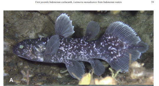 baby coelacanth
