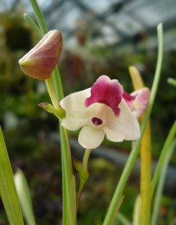 orchid-a-day:  Polystachya vulcanica Syn.: