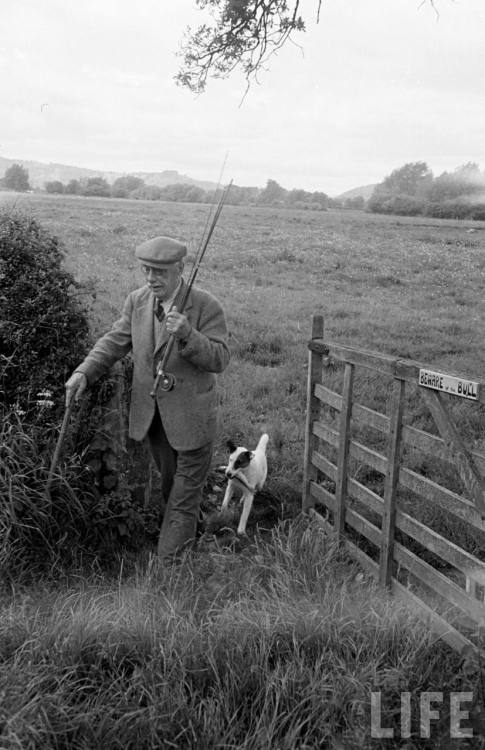 Fox terrier gets the fish(Larry Burrows. 1949)