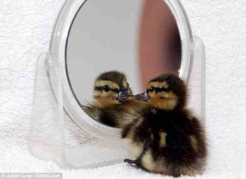 ducklingcentral: It’s like you’re my mirror My mirror staring back at me