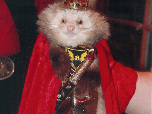 xxziggystardust:The King of Ferrets 