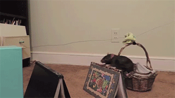 impish-iggies:  sizvideos:  Awesome rat tricks Video  True fact: I learned how to