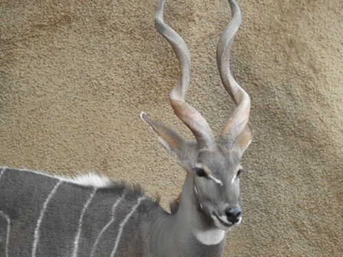 Fascinating Kudu.