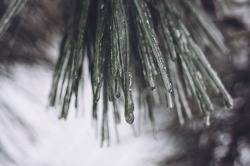 thefrenchguidoune:  I love it when the freezing rain keep captive nature’s beauty!