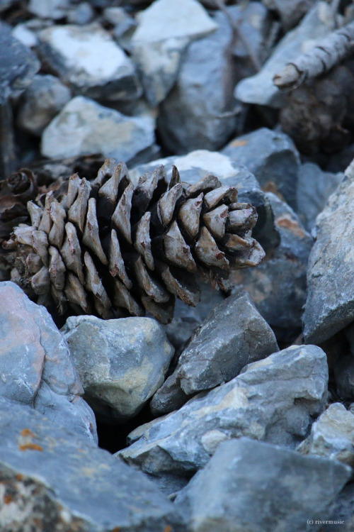 Blue limestone scree cradles a worn Ponderosa pine cone on Mount Helena, northwestern Montanaby rive