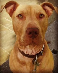 congenitaldisease:  Hank, a well-loved family pet from Northern Ireland, has been seized after an anonymous member of the public reported him. Not for his behaviour, but for his appearance. He has been seized under the ridiculous law that is BSL. His