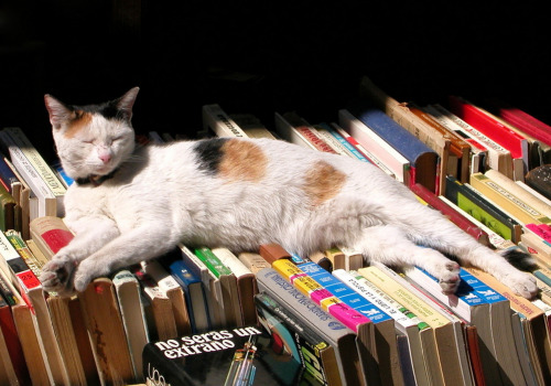 Book Vender - Valencia, Spain  (via Alessandro Cattelan)