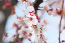 matryokeshi:  Today’s photo of plum blossoms in Tokyo, Japan