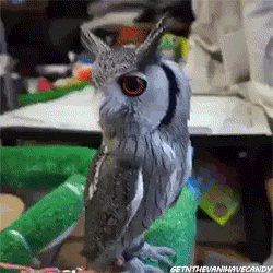 getnthevanihavecandy:  When a hot girl walks in the room…      