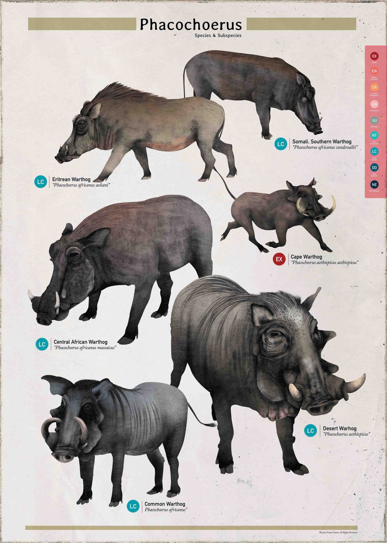 Species, All Mammals of the World — A poster with all the Phacochoerus  subspecies and...