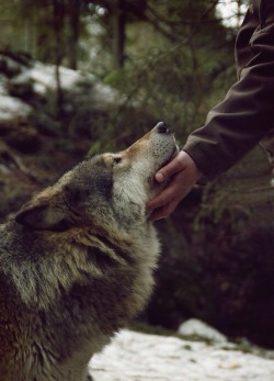 beaudelo:  Man’s best friend.  💖🐺