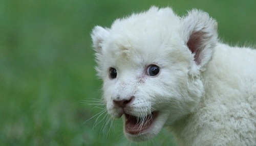 Porn Pics  A dog has become stepfather to a rare white