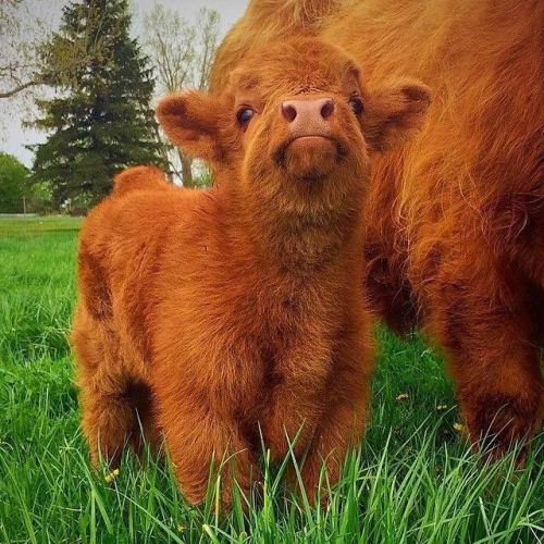 manditoe: mymodernmet: Adorable Highland Cattle Calves Are the World’s Cuddliest Little Cows s