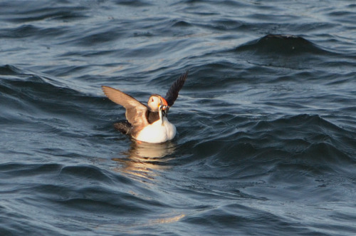 Atlantic puffins at Eastern Egg Rock, Maine (July 2019)Hardy Boat Cruise - Puffin Watch