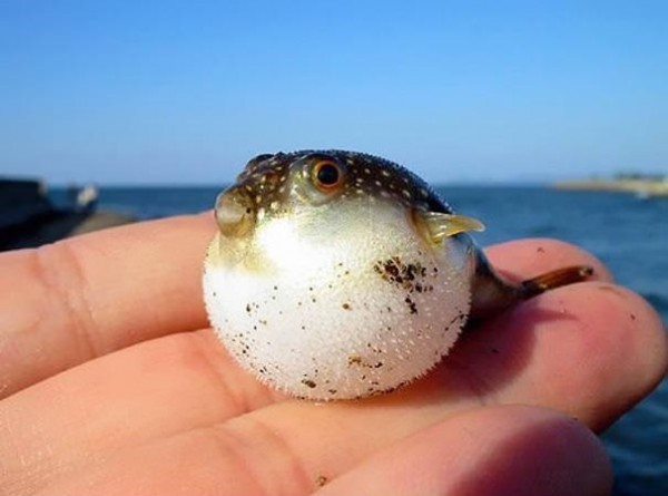 mastix:  tiny animals 