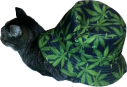 monkeysky: batbitequeen:  jza80: transparent image of my cat in a weed hat snail  thats a snail 