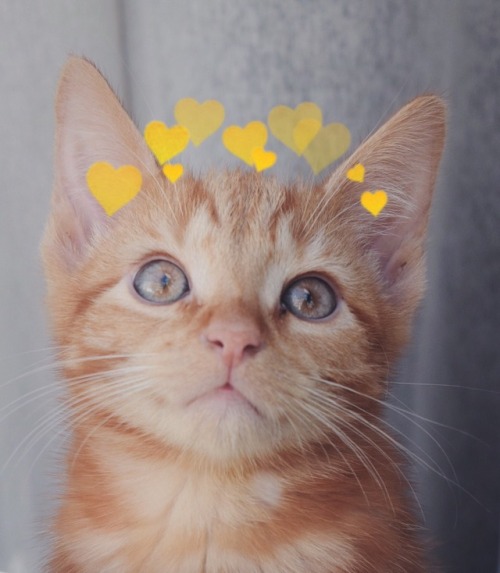 anovembersparrow: this cat made me so happy I just had to share