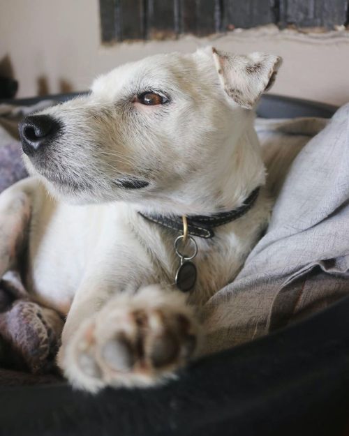 Our handsome boy… #TerrierTuesday #jackrussell #jackrussellsofinstagram #jackrussellterrier #