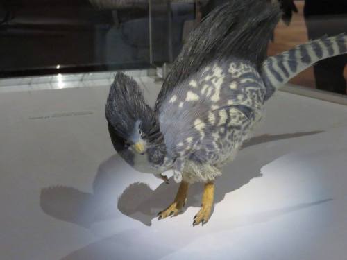 roachpatrol: a-dinosaur-a-day: American Museum of Natural History, Part 10: The Birds are Dinosaurs 