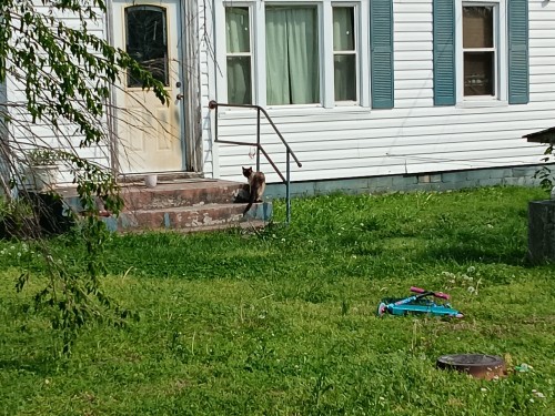 Neighborhood Cats (I)