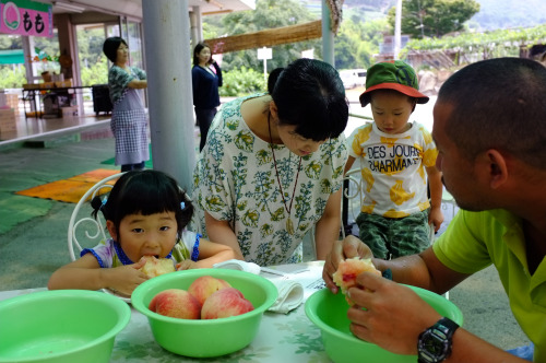 Peach Picking in Yamanashi