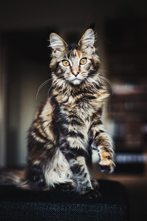 mystic-revelations:Lovis (by Heli Berg)