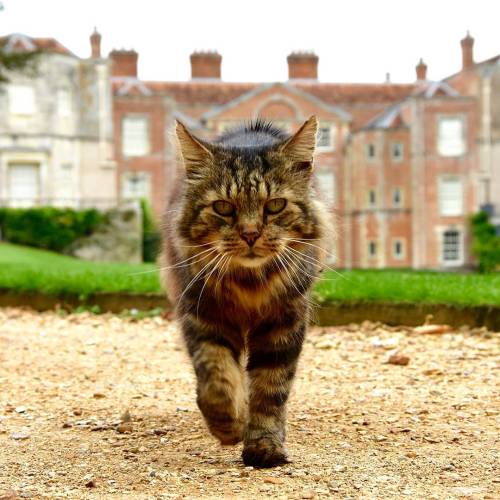 national-trust:If you’re planning a visit to Mottisfont, you might well be greeted by the majestic M