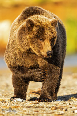 magicalnaturetour:  POSING IN THE ALASKA