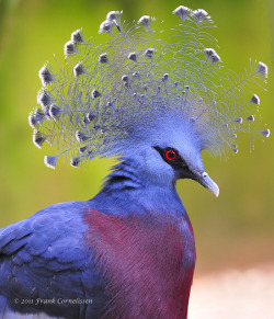 libutron:  Victoria Crowned Pigeon - Goura