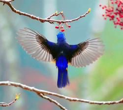 fat-birds:  #524 黃腹背展 (Graceful Blue Back) by John&amp;Fish on Flickr.