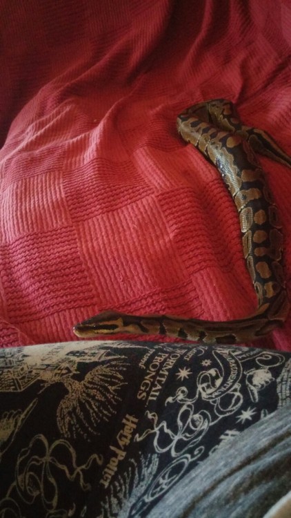 willowsandgiants:My little baby, Monty the Royal Python
