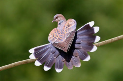 peristeronicpics:  Heart Shaped Pigeon by