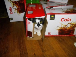 getoutoftherecat:  get out of there cat. you are not a coca cola.
