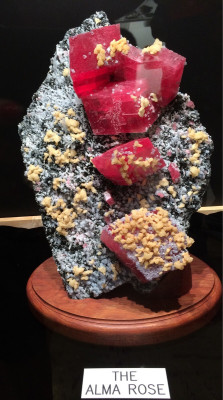 ifuckingloveminerals:  &ldquo;The Alma Rose&rdquo; Rhodochrosite On display at Rice Northwest Museum of Rocks and Minerals
