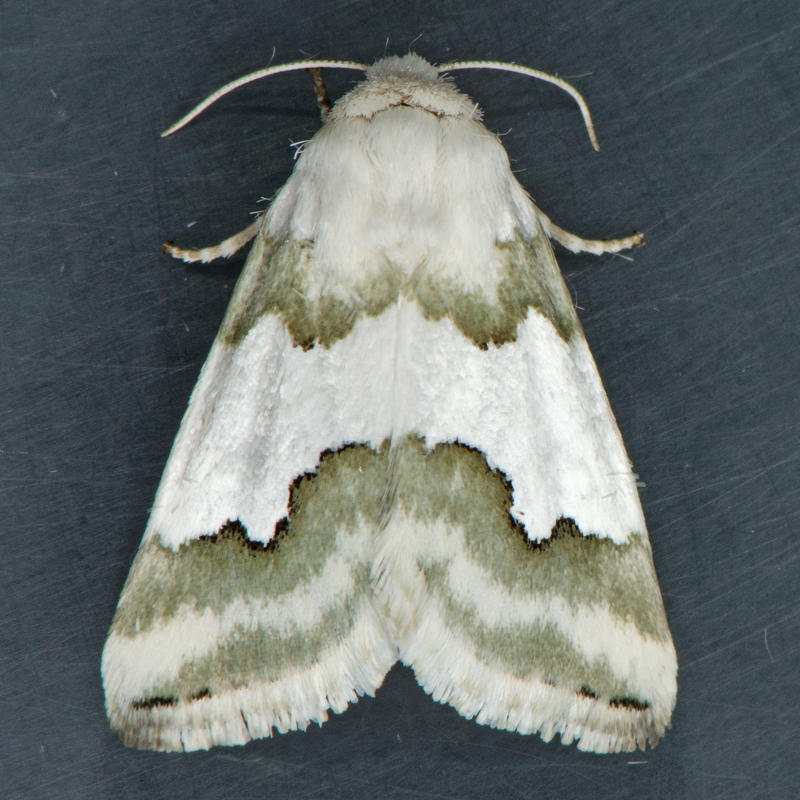 destroyanime:  Noctuidae 