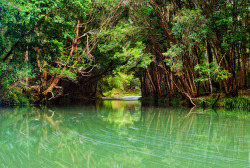 vanillaa-sunshine:  oceaniatropics:    Never Never Creek, by © Drew Hopper      ❁❁ tropical blog  ❁❁