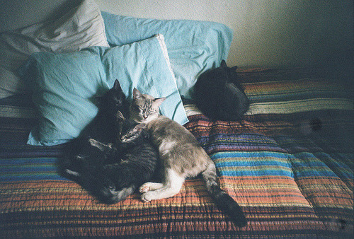 wordswithdaggers:  ImageShack® - Online Photo and Video Hosting on We Heart It -