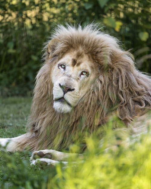 Punky The White Lion By Tambako The Jaguar On Flickr.