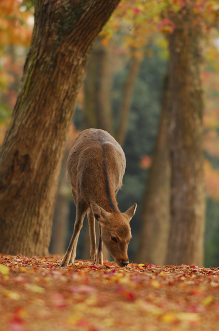 Porn photo Let's Fall In Love with Autumn!