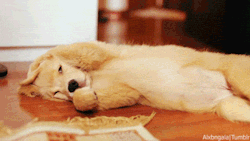 Lillyjackieaudrey:  I’m Not Ready To Get Up Yet Please Try Again Later 