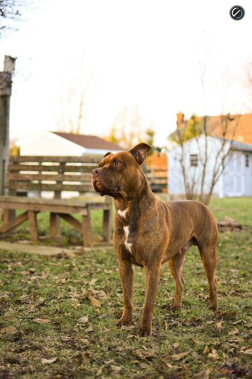 handsomedogs:  Old American Red |   Jimmy Santmyer  