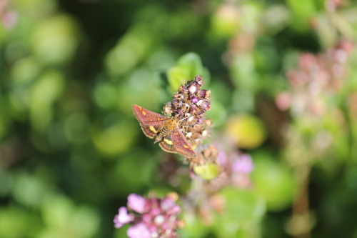 Mint moth (Pyrausta aurata) by zoo-logic  pyrausta - from Greek pyraustēs m