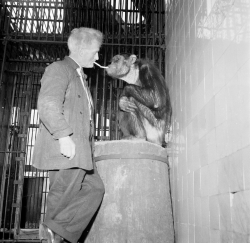 Smoking chimpanzee in Artis zoo. The Netherlands, Amsterdam, 1958.