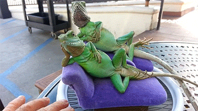 digg:  lizards are chill af