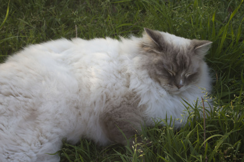 mostlycatsmostly:my fluffy boy Hamish enjoying the sun n_n(submitted by haunthecause)