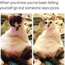 catstextposts:  lmao