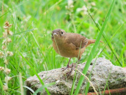 Corruíra/Southern House Wren Troglodytes musculus