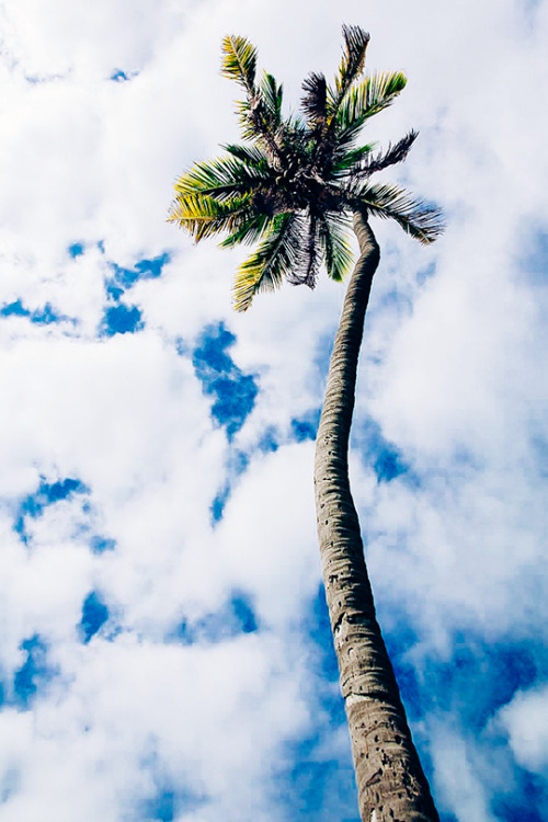westoceanave:  The Palms 