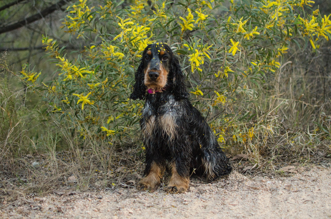 he ran through the bush and got yellow bits all over him 