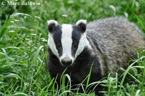 ladylaana:American badgers (left) look like they’re about to drag you into a back alley and pu